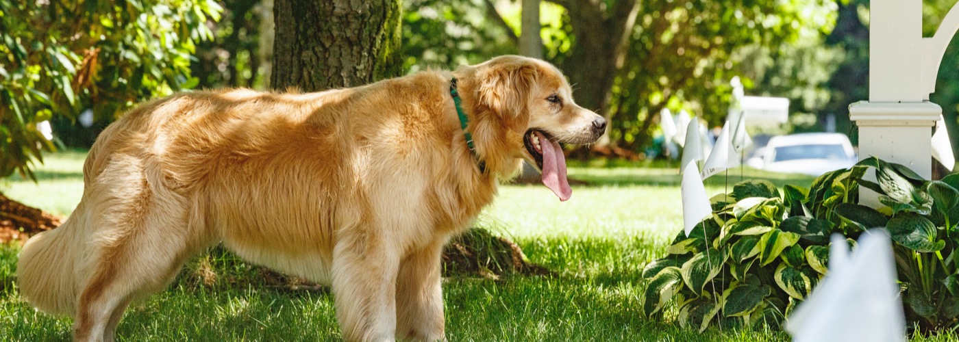 DogWatch of Central Oregon, Bend, Oregon | Outdoor Hidden Dog Fences Slider Image