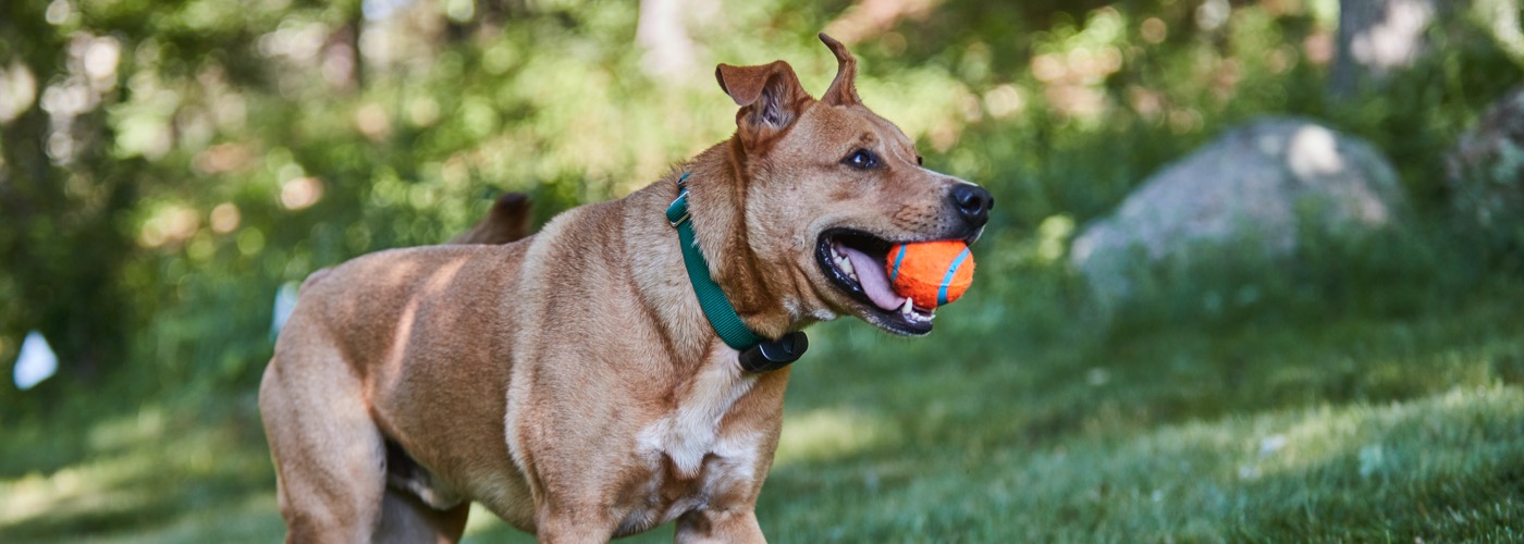 DogWatch of Central Oregon, Bend, Oregon | ProFenceX Slider Image